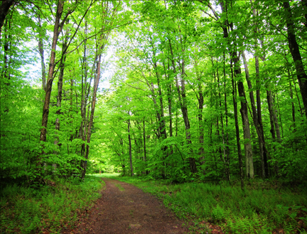 Trees of the Adirondacks:  Hardwoods along the Jenkins Mountain Trail at the Paul Smiths VIC